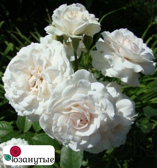Розы Грейт Норт Истерн Роуз / Rose Great North Eastern Rose ( Флорибунда ) ОСЕНЬ 2026