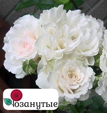 Розы Грейт Норт Истерн Роуз / Rose Great North Eastern Rose ( Флорибунда ) ОСЕНЬ 2026