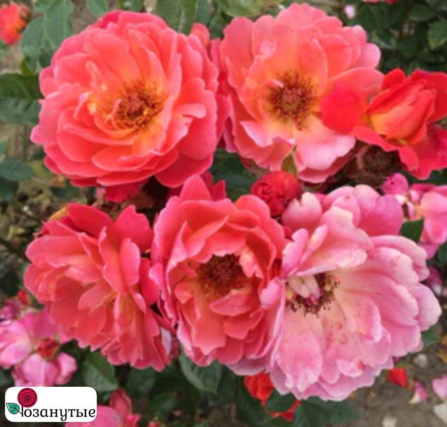 Роза Лукин Ин Ер Айз / Rose Looking in your eyes / НЕПРЕРЫВНО ЦВЕТУЩАЯ ( Флорибунда ) ОСЕНЬ 2026