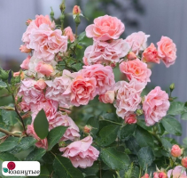 Роза Парасол / Rose Parasol / АРОМАТНАЯ / НЕПРЕРЫВНО ЦВЕТУЩАЯ ( Плетистая ) ОСЕНЬ 2026