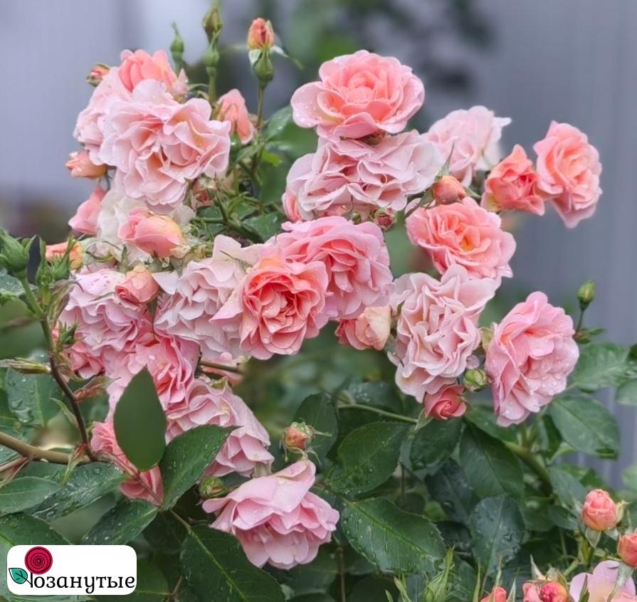 Роза Парасол / Rose Parasol / АРОМАТНАЯ / НЕПРЕРЫВНО ЦВЕТУЩАЯ ( Плетистая ) ОСЕНЬ 2026