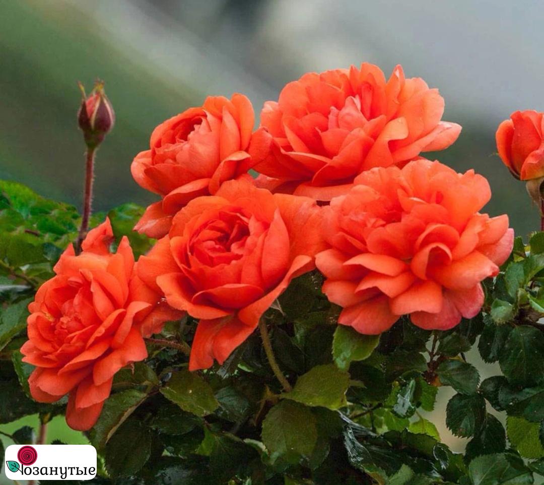 Роза Эбав Олл / Rose Above All / НЕПРЕРЫВНО ЦВЕТУЩАЯ ( Плетистая ) ОСЕНЬ 2026