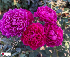 Роза Вельвет Твайлайт / Rose Velvety Twilight / АРОМАТНАЯ ( Флорибунда ) ОСЕНЬ 2026