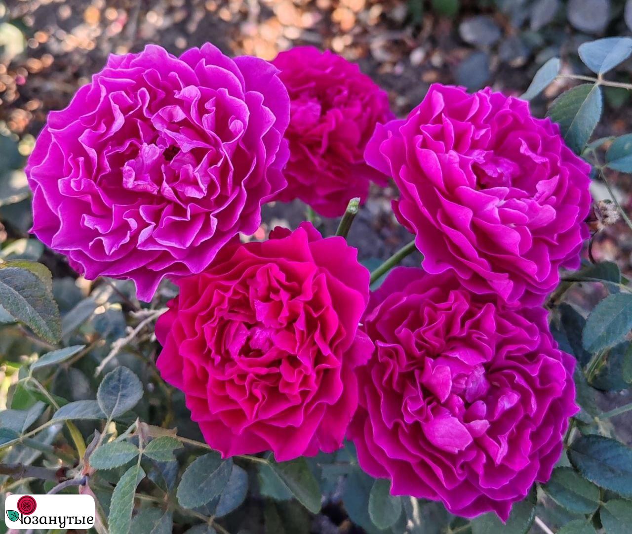 Роза Вельвет Твайлайт / Rose Velvety Twilight / АРОМАТНАЯ ( Флорибунда ) ОСЕНЬ 2026