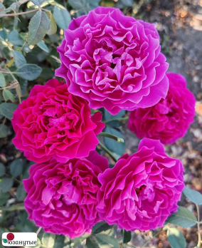 Роза Вельвет Твайлайт / Rose Velvety Twilight / АРОМАТНАЯ ( Флорибунда ) ОСЕНЬ 2026