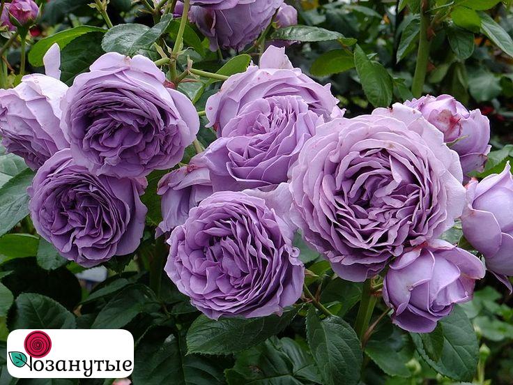 Штамбовая Роза Кинда Блю / Роза Блю Помпом / Rose Kinda Blue / Rose Blue PomPom / АРОМАТНАЯ /  ОСЕНЬ 2026