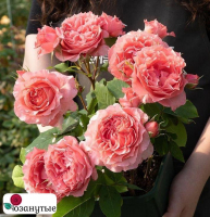 Штамбовая роза Коралл Желе / Rose Corail gelee ( 1 80 см ) ОСЕНЬ 2026