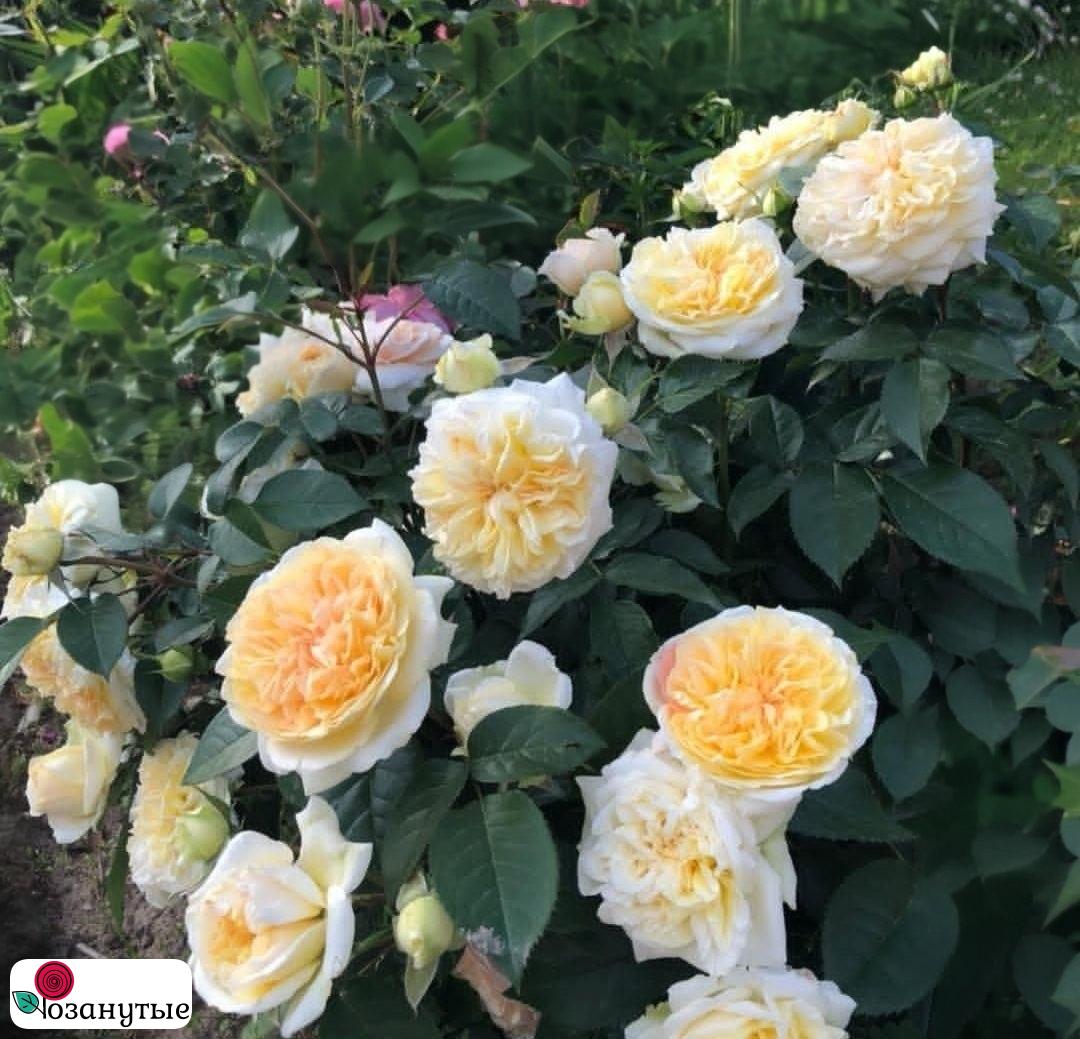 Штамбовая роза Чиппендейл  Голд  / Rose Chippendale Gold / л / ОСЕНЬ 2026