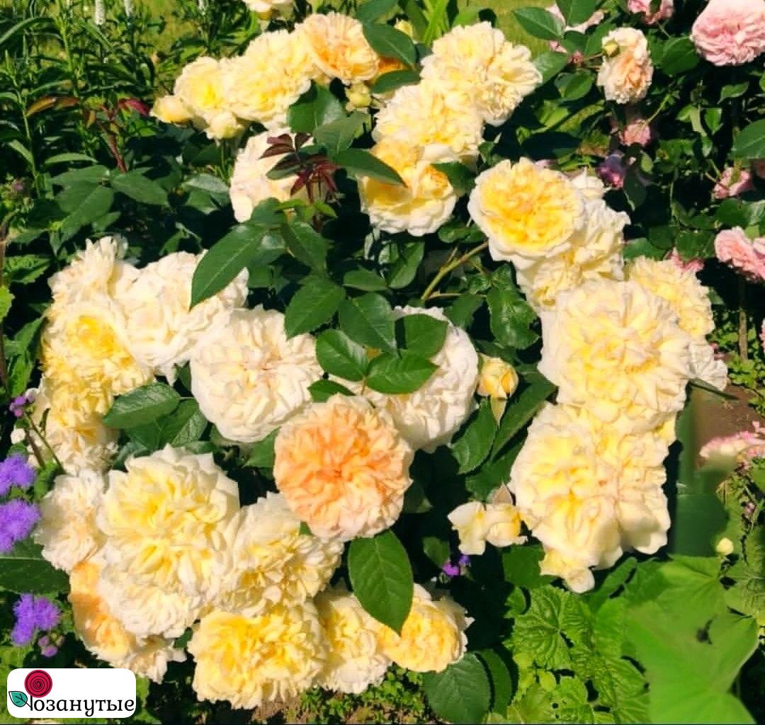 Штамбовая роза Чиппендейл  Голд  / Rose Chippendale Gold / л / ОСЕНЬ 2026