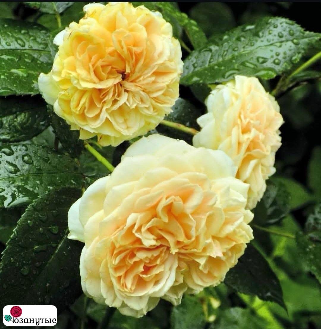 Штамбовая роза Чиппендейл  Голд  / Rose Chippendale Gold / л / ОСЕНЬ 2026