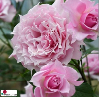 Роза Эликсир / Rose Elixir / АРОМАТНАЯ / д ( Японская ) ОСЕНЬ 2026