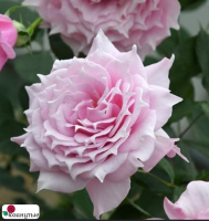 Роза Эликсир / Rose Elixir / АРОМАТНАЯ / д ( Японская ) ОСЕНЬ 2026