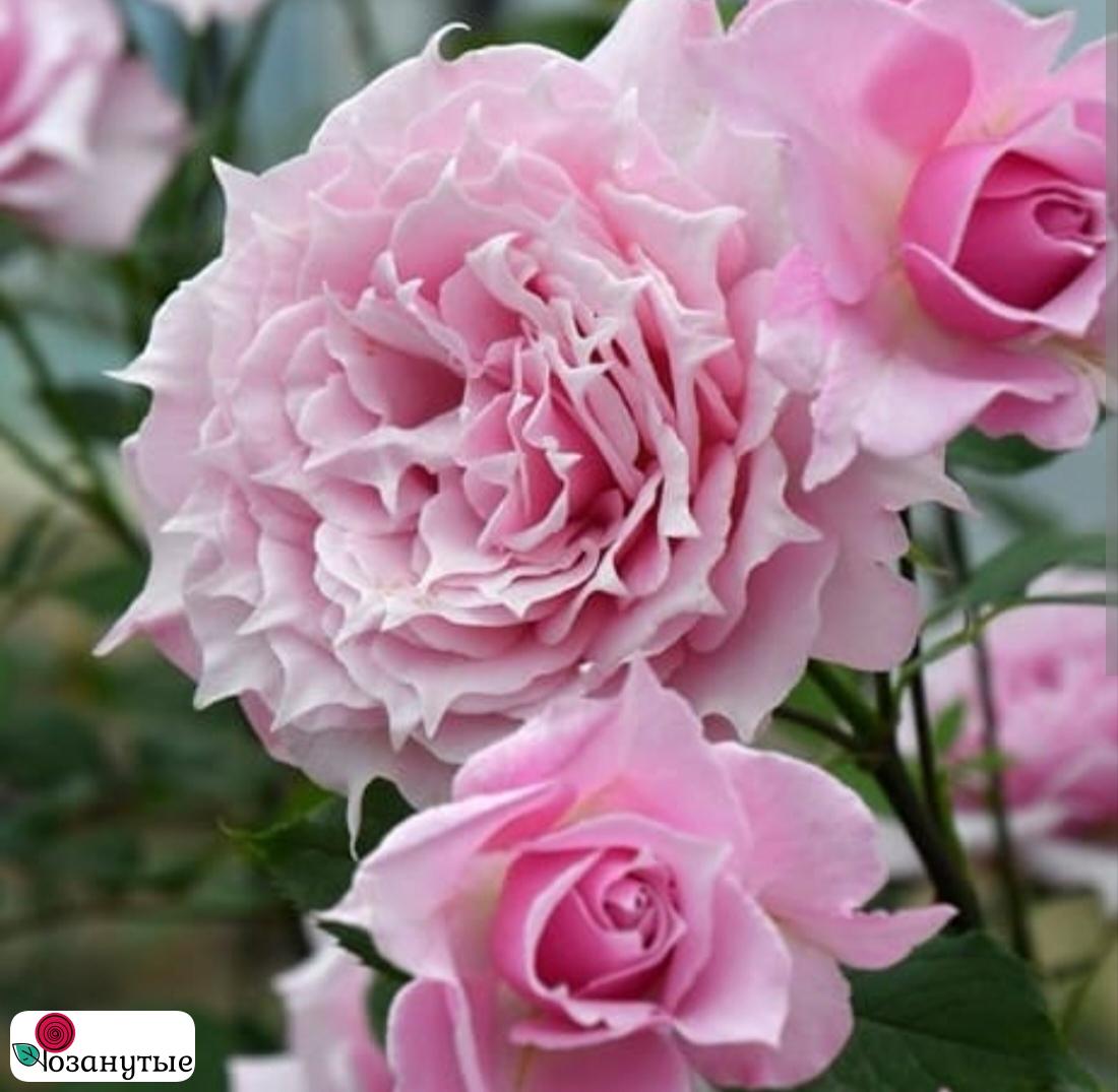 Роза Эликсир / Rose Elixir / АРОМАТНАЯ / д ( Японская ) ОСЕНЬ 2026