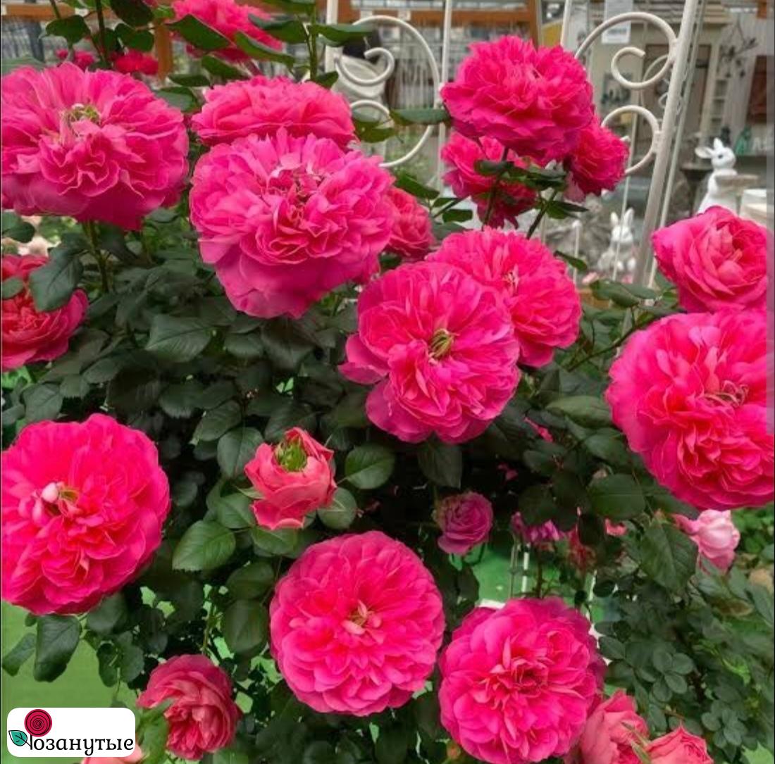 Роза Лаенхарт / Rose Lionheart  / Роза Львиное Сердце / д ( Японская ) ОСЕНЬ 2026