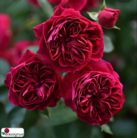 Роза Сирано де Бержирак / Rose Cyrano de Bergerac / АРОМАТНАЯ / д ( Японская ) ОСЕНЬ 2026