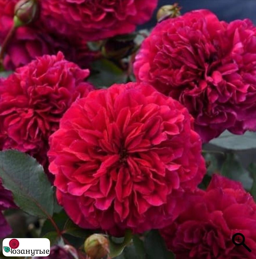 Роза Сирано де Бержирак / Rose Cyrano de Bergerac / АРОМАТНАЯ / д ( Японская ) ОСЕНЬ 2026