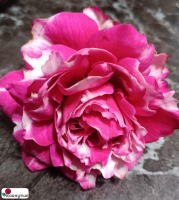 Роза Фростет Фуксия / Rose Frosted Fuchia ( Японская ) ОСЕНЬ 2026