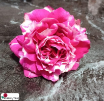 Роза Фростет Фуксия / Rose Frosted Fuchia ( Японская ) ОСЕНЬ 2026