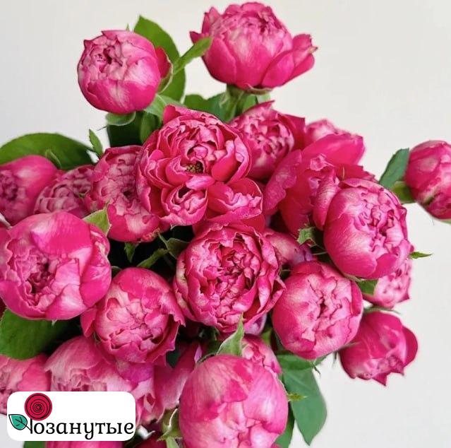 Роза Фростет Фуксия / Rose Frosted Fuchia ( Японская ) ОСЕНЬ 2026