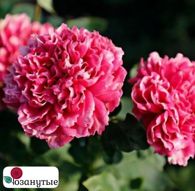 Роза Фростет Фуксия / Rose Frosted Fuchia ( Японская ) ОСЕНЬ 2026