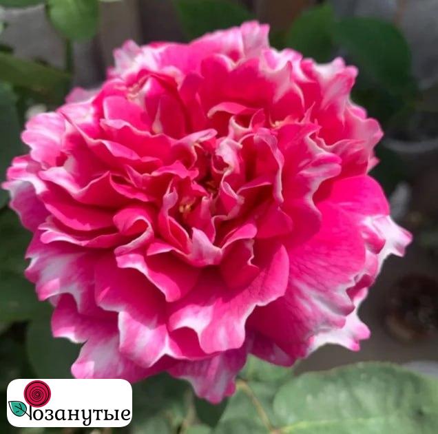 Роза Фростет Фуксия / Rose Frosted Fuchia ( Японская ) ОСЕНЬ 2026