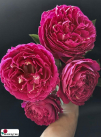 Роза Ив Жардэн парфюм / Rose Yves jardin parfume / АРОМАТНАЯ ( Японская ) ОСЕНЬ 2026