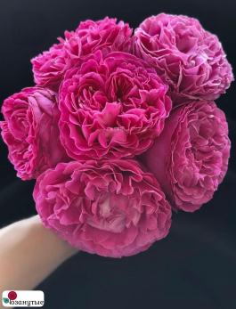 Роза Ив Жардэн парфюм / Rose Yves jardin parfume / АРОМАТНАЯ ( Японская ) ОСЕНЬ 2026