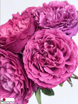 Роза Ив Жардэн парфюм / Rose Yves jardin parfume / АРОМАТНАЯ ( Японская ) ОСЕНЬ 2026