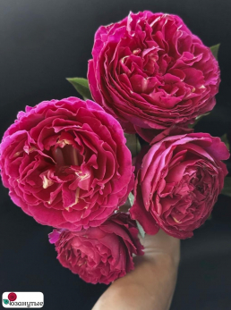 Роза Ив Жардэн парфюм / Rose Yves jardin parfume / АРОМАТНАЯ ( Японская ) ОСЕНЬ 2026