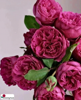 Роза Ив Жардэн парфюм / Rose Yves jardin parfume / АРОМАТНАЯ ( Японская ) ОСЕНЬ 2026