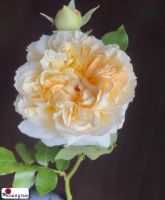 Роза Сицилийка / Rose Sicilienne / АРОМАТНАЯ ( Японская ) ОСЕНЬ 2026