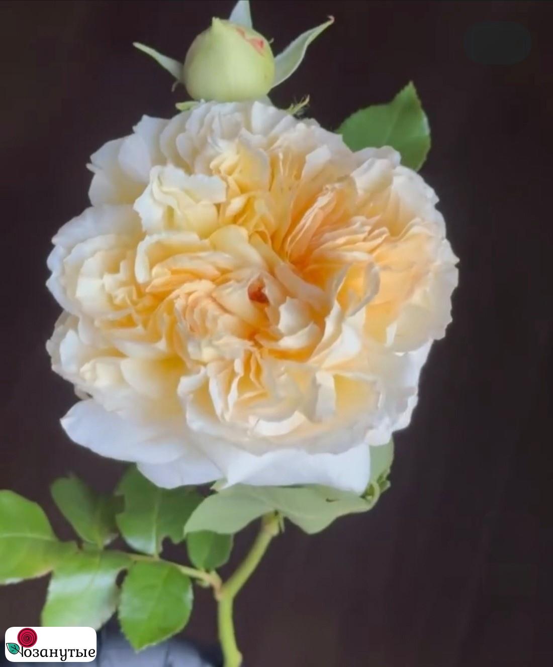 Роза Сицилийка / Rose Sicilienne / АРОМАТНАЯ ( Японская ) ОСЕНЬ 2026