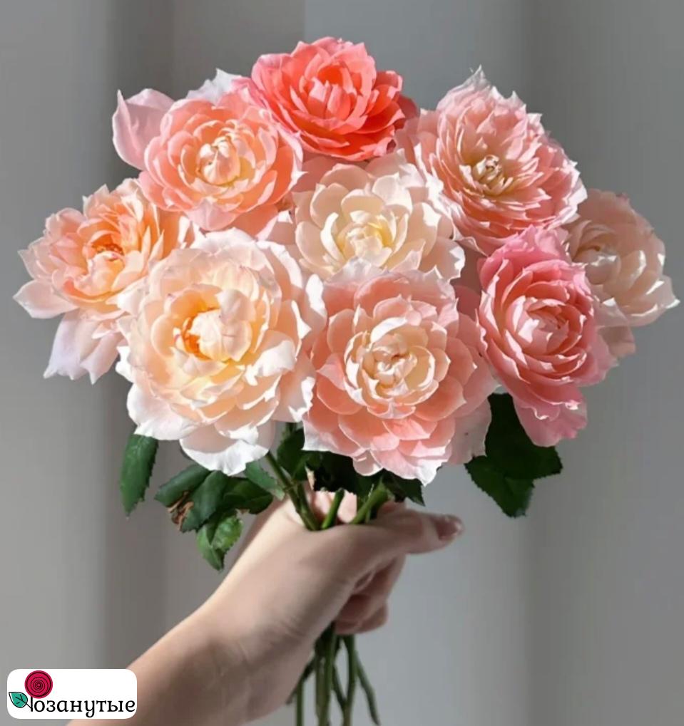 Роза Ля Шанс Д Амур / Rose La Chance D’Amour / Сладкая встреча ( Японская ) ОСЕНЬ 2026