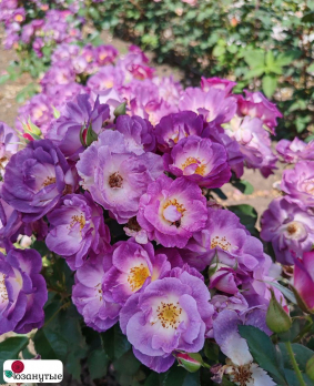 Роза Блю фо Ю / Rose Blue for You / АРОМАТНАЯ  ( Флорибунда ) ОСЕНЬ 2026