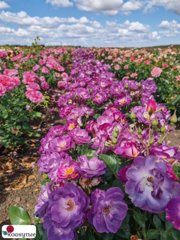 Роза Блю фо Ю / Rose Blue for You / АРОМАТНАЯ  ( Флорибунда ) ОСЕНЬ 2026