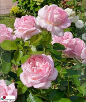 Роза Эмейзинг Грейс / Rose Amazing Grace / АРОМАТНАЯ ( Чайно-гибридная ) ОСЕНЬ 2026