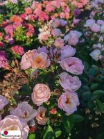 Роза Рок энд Роуз / Rose Rock and Rose / НЕПРЕРЫВНО ЦВЕТУЩАЯ ( Флорибунда ) ОСЕНЬ 2026