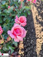 Роза Трул Скрумптиус / Rose Truly Scrumptious ( Чайно-гибридная ) Н. Зеландия / ОСЕНЬ 2026