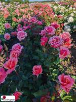 Роза Трул Скрумптиус / Rose Truly Scrumptious ( Чайно-гибридная ) Н. Зеландия / ОСЕНЬ 2026