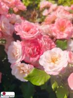 Роза Сакура-Гасуми / Сакурагасуми / Rose Sakura-Gasumi / Sakuragasumi / НЕПРЕРЫВНО ЦВЕТУЩАЯ ( Японская ) ОСЕНЬ 2026