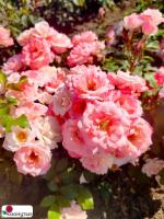 Роза Сакура-Гасуми / Сакурагасуми / Rose Sakura-Gasumi / Sakuragasumi / НЕПРЕРЫВНО ЦВЕТУЩАЯ ( Японская ) ОСЕНЬ 2026