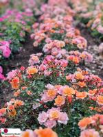 Роза Джаз / Rose Jazz ( Флорибунда ) ОСЕНЬ 2026