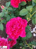 Роза Сувенир дэдуар Мобэ / Rose Souvenir d'Edouard Maubert / АРОМАТНАЯ ( Шраб ) ОСЕНЬ 2026