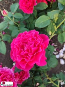 Роза Сувенир дэдуар Мобэ / Rose Souvenir d'Edouard Maubert / АРОМАТНАЯ ( Шраб ) ОСЕНЬ 2026