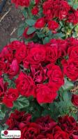 Роза Нуар Десир / Rose Noir Desir / НЕПРЕРЫВНО ЦВЕТУЩАЯ ( Флорибунда ) ОСЕНЬ 2026