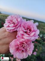 Роза Персиан Мистери / Rose Persian Mystery / АРОМАТНАЯ ( Флорибунда ) ОСЕНЬ 2026