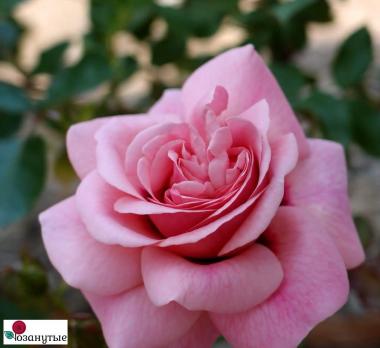 Роза Персиан Мистери / Rose Persian Mystery / АРОМАТНАЯ ( Флорибунда ) ОСЕНЬ 2026